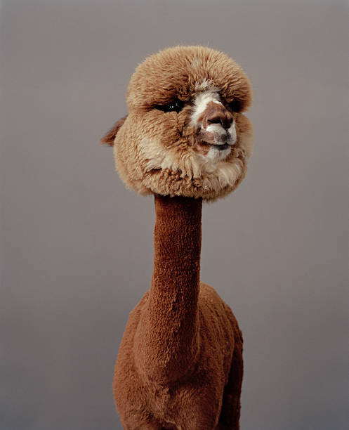 Plakát Alpaca