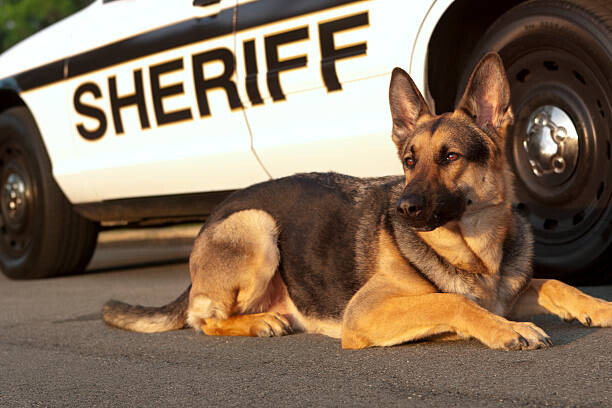 Plakát Canine Unit