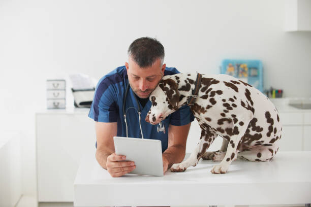 Plakát Caucasian veterinarian cuddling dog and using