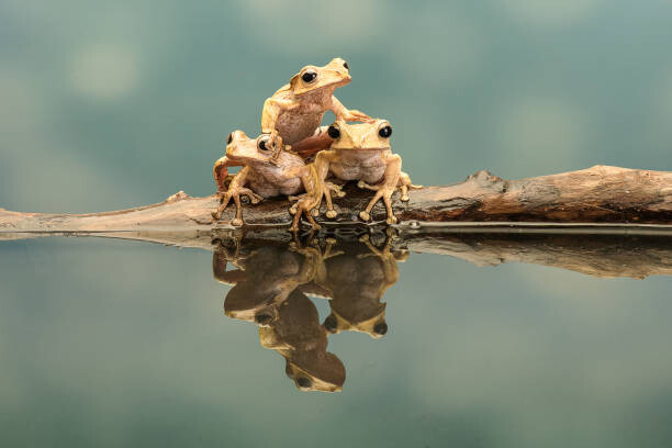Plakát Close-up of borneo eared frogs
