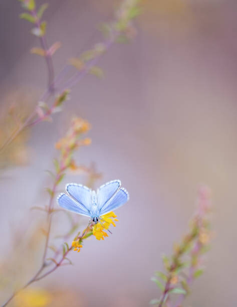 Plakát Close-up of butterfly pollinating on flower,Barcelona,Spain