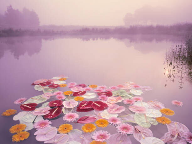 Plakát Colorful flowers floating in lake at misty dawn
