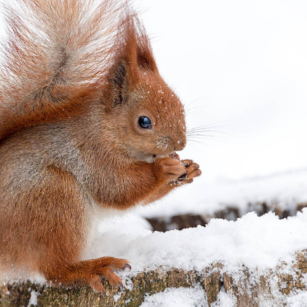 Plakát Cute fluffy squirrel eating nuts on