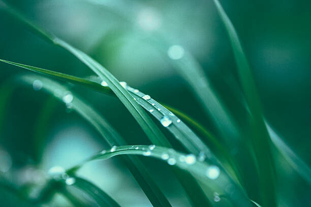 Plakát Fresh spring grass
