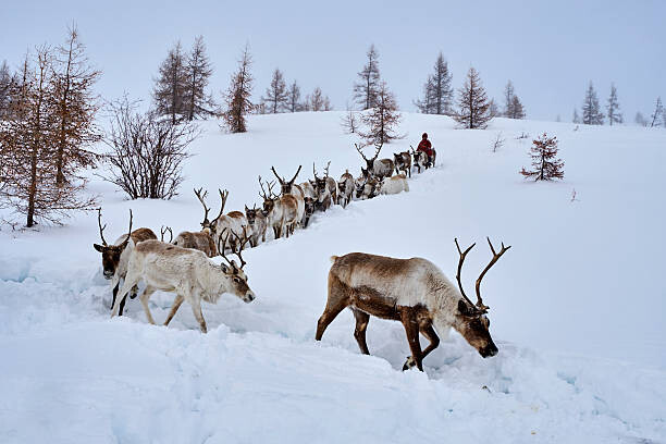 Plakát Mongolia, Tsaatan, reindeer transhumance