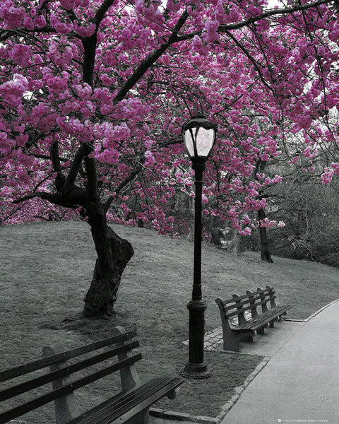 New York - Pink Blossom Plakát