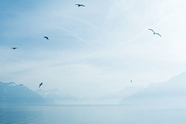 Plakát Switzerland, gulls flying over Lake Geneva