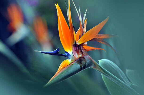 Plakát The bird of paradise flower