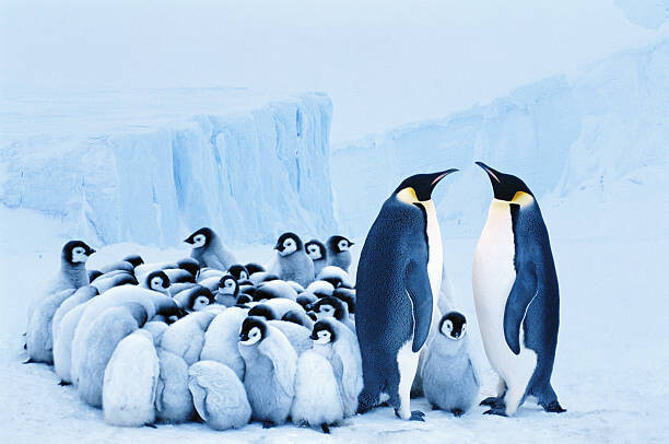 Plakát Two emperor penguins beside group of