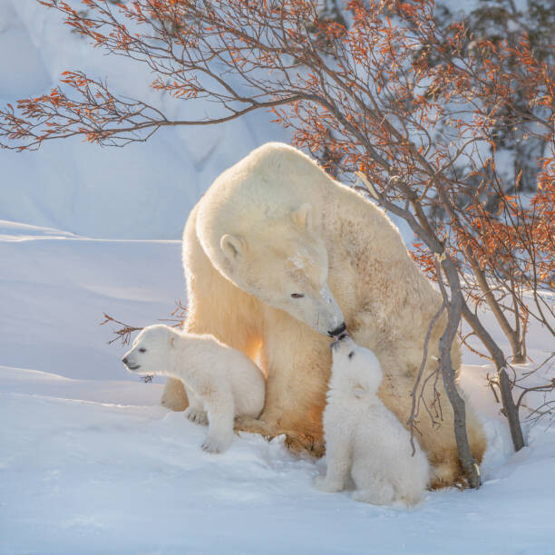 Plakát Two polar bears play fight,Wapusk National