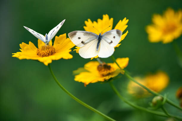 Plakát White Butterflies on Daisy Flowers