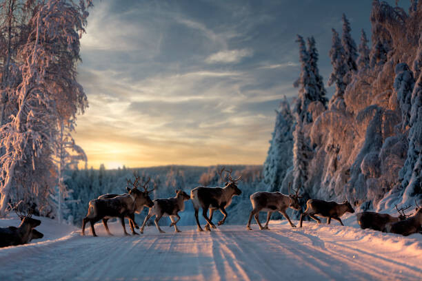 Plakát A group of reindeers crossing the