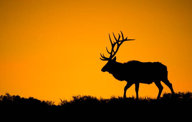 Plakát A large bull elk in silhouette