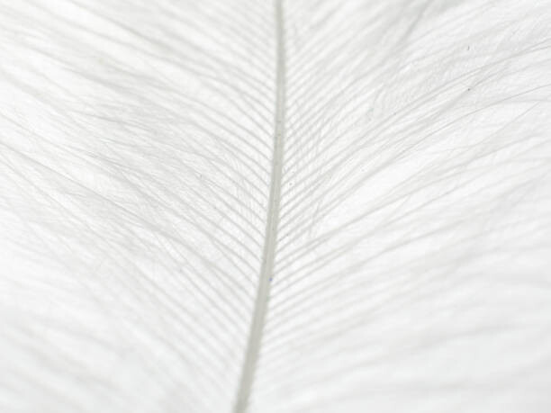 Plakát Abstract background of white feather close up.