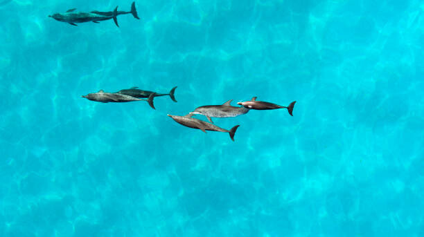 Plakat Aerial view of a pod of