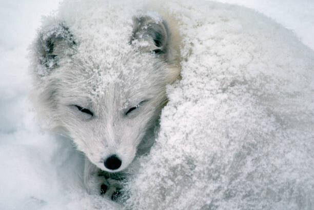 Plakát Arctic Fox Sleeping in Snow