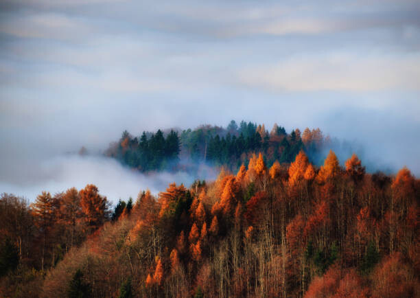 Plakát Autumn forest in the fog, Uetliberg, Switzerland