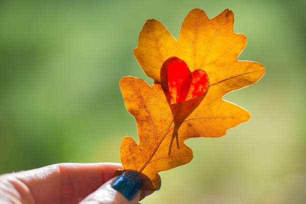 Plakát Autumn yellow leaf with cut heart in a hand