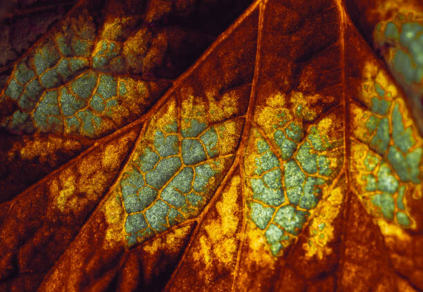 Plakát Back lit Multi coloured  Back