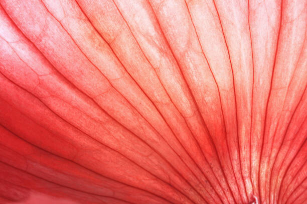 Plakát Back lit Red Onion skin showing