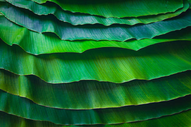 Plakát Banana leaves are green nature.