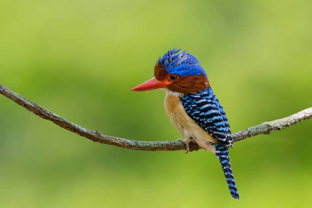 Plakát Banded Kingfisher perching on a branch,