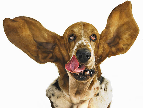Plakát Basset hound with ears flying