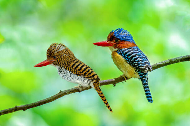 Plakát Beautiful couple of Banded Kingfisher birds