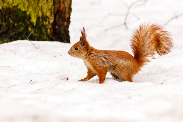 Plakát beautiful squirrel on the snow eating a nut
