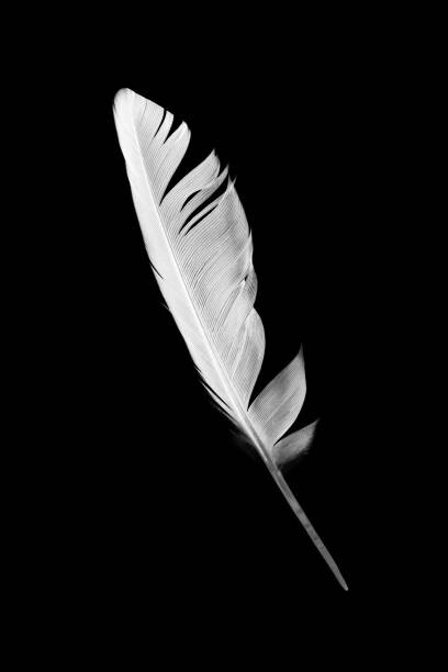 Plakát Beautiful white feather isolated on black