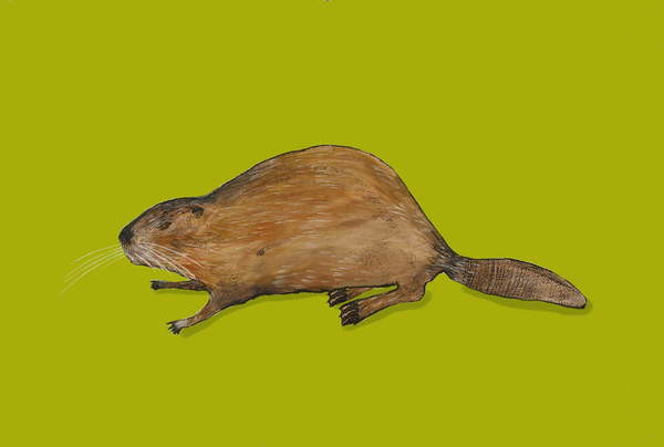 Plakát Beaver