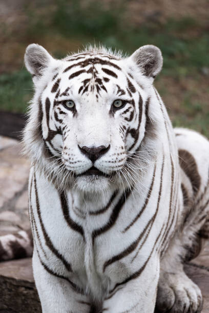 Plakát Big white tiger in the zoo