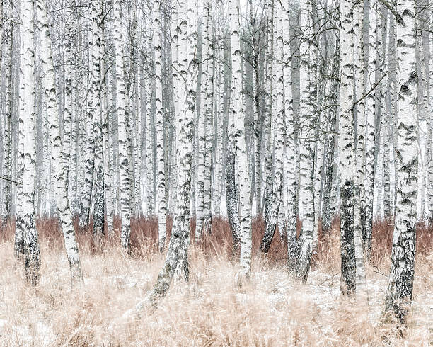 Plakát Birch forest at winter