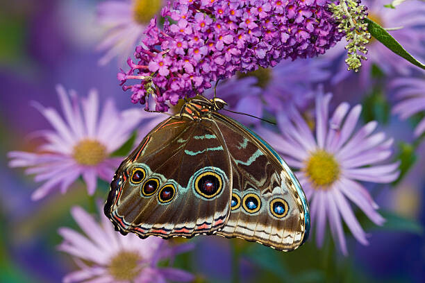 Plakát Blue Morpho with wings closed and eye spots