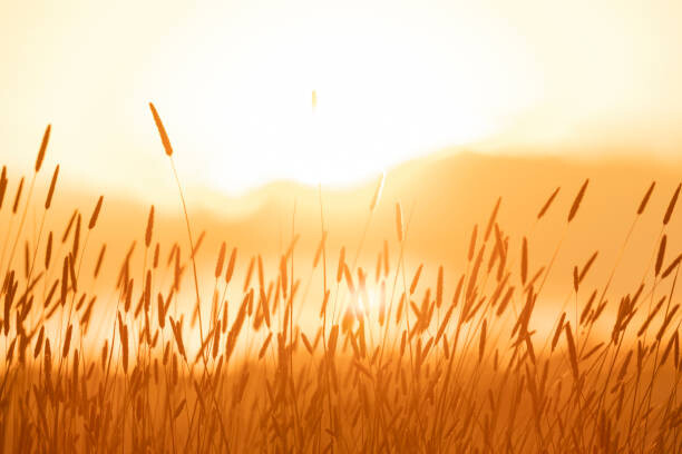 Plakát bright sunlight over field