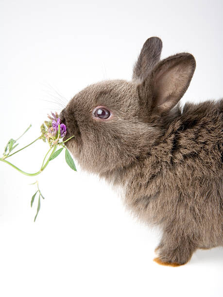 Plakát bunny smelling a flower