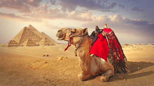 Plakát Camel and the pyramids in Giza