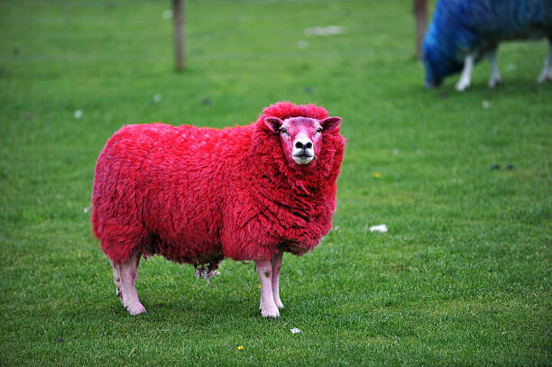Plakát candy sheep