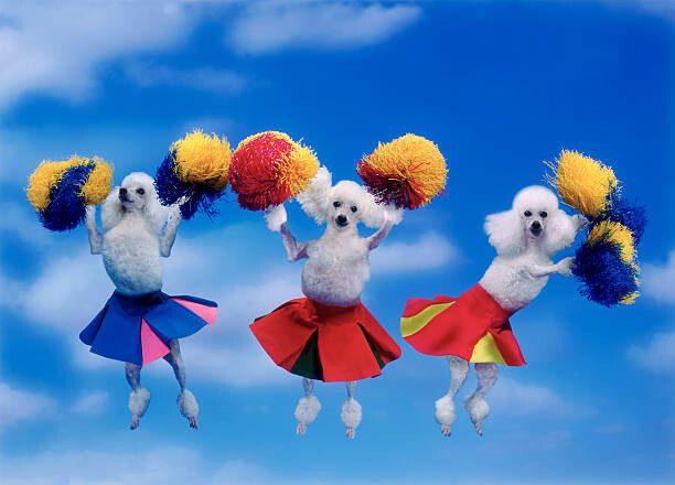 Plakát Cheerleading poodles