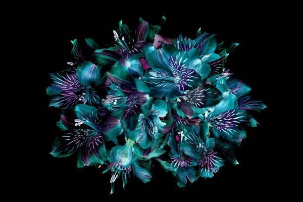 Plakát Close-up, creative image of Peruvian lillies