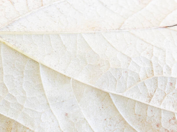 Plakát close-up detail of underside of cream