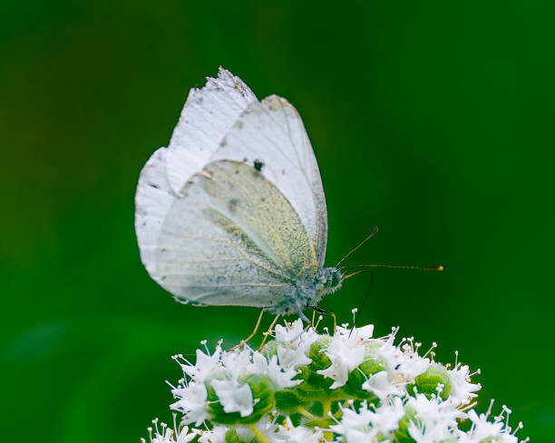 Plakát Close-up of butterfly pollinating on flower