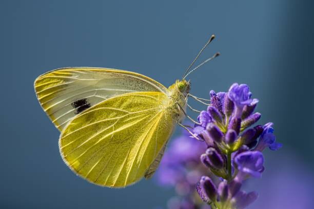 Plakát Close-up of butterfly pollinating on purple flower