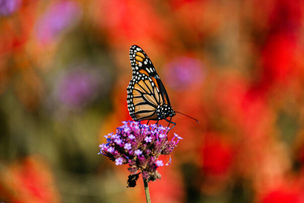 Plakát Close-up of butterfly pollinating on purple