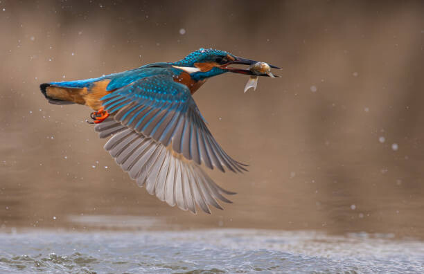 Plakat Close-up of common kingfisher flying over lake