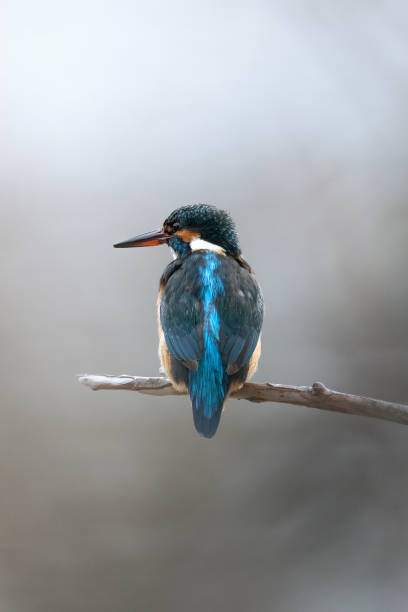 Plakát Close-up of kingfisher perching on branch,Ascona,Switzerland