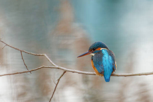 Plakát Close-up of kingfisher perching on branch
