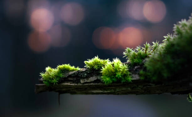 Plakát close-up of moss on a branch