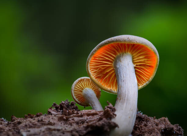 Plakát Close-up of mushroom growing on field,Silkeborg,Denmark