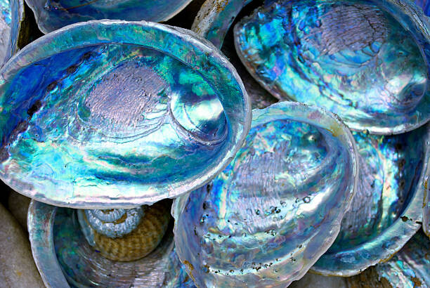 Plakát Close-up of some Paula shells also called Abalone